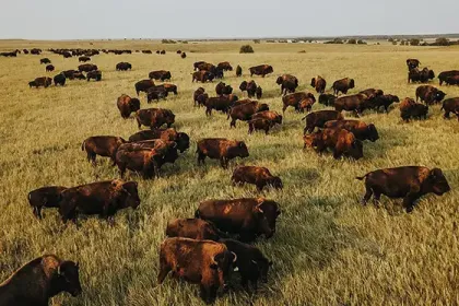 Bison in the field