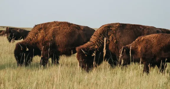 bison